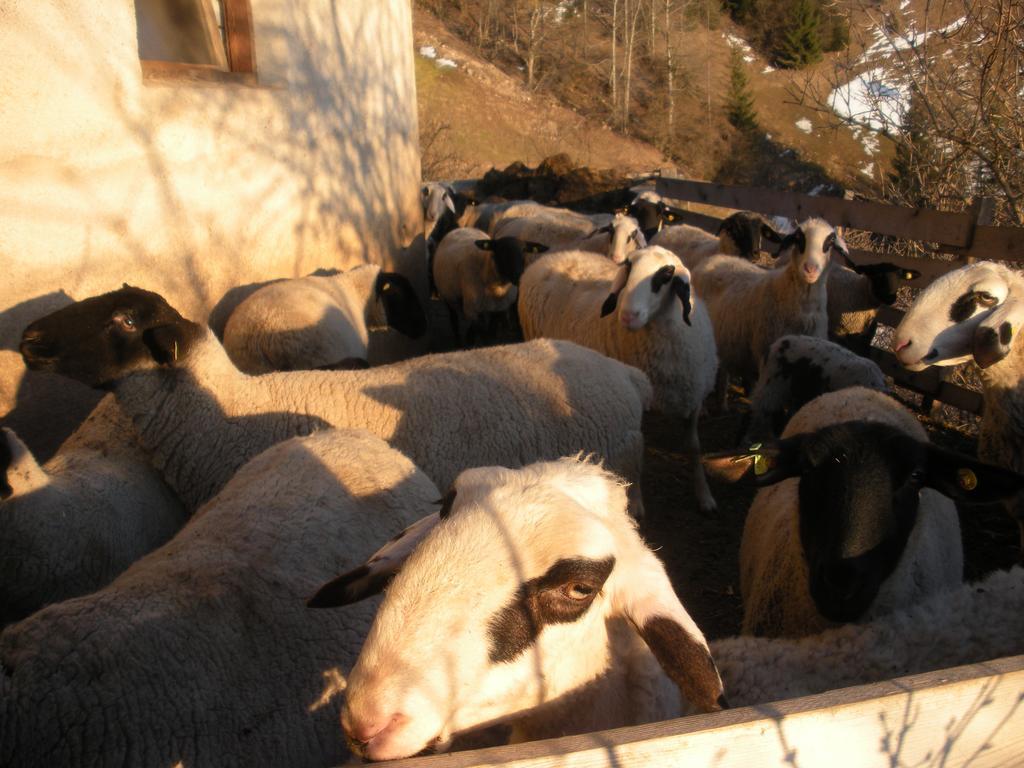Ratzeshof Daire Castelrotto Dış mekan fotoğraf